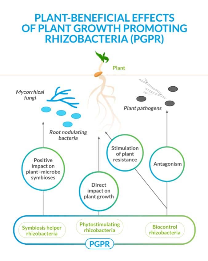 Nitrogen for Bacillus thuringiensis, Bradyrhizobium japonicum and Bacillus  amyloliquefaciens • Procelys